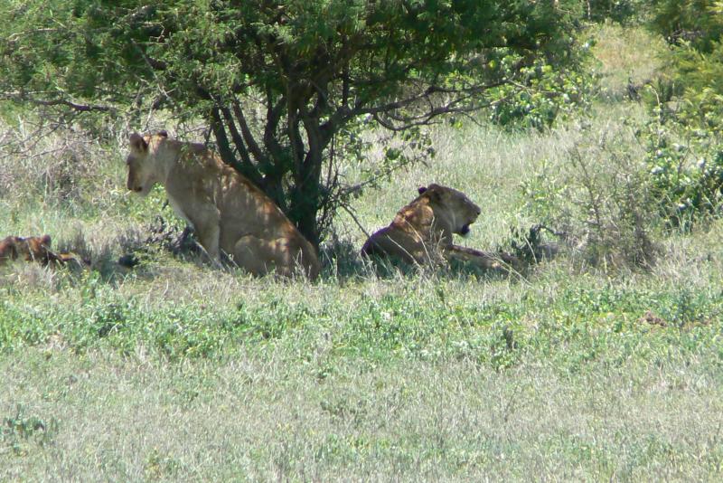 25 REGIONE DEL MPUMALANGA Parco Kruger